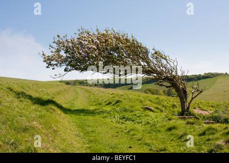 Wind geblasen Baum auf South Downs in East Sussex. Stockfoto