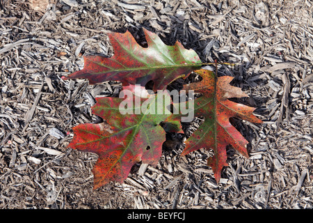 Drei rote Eiche Blätter im Herbst Farbe Farbe auf einem Bett von Mulch Quercus Rubra Fagaceae. Wandelnden Blätter des Herbstes. Stockfoto