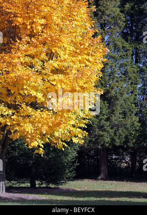 Ein Yellowwood Cladrastis Kentukea süße Schatten Fabaceae gefangen in seiner Herbst Farbe Farbe ein sehr helles Gelb Stockfoto