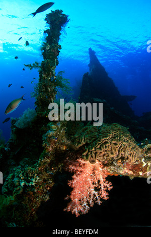 Meereslebewesen befestigt und Leben auf die USS Liberty-Frachter und des 2. Weltkriegs Liberty-Frachter vor der Küste von Tulamben, Bali versenkt Stockfoto