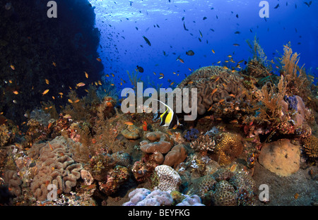 Meereslebewesen befestigt und Leben auf die USS Liberty-Frachter und des 2. Weltkriegs Liberty-Frachter vor der Küste von Tulamben, Bali versenkt Stockfoto