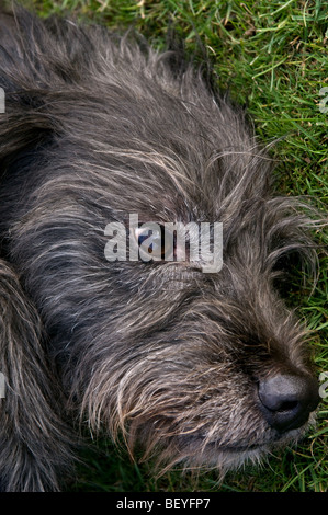 Ellie der Wolf-Hund - hautnah. Stockfoto