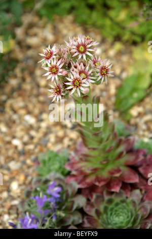 Sempervivum Tectorum, Crassulaceae, West Mittel- und Südeuropa Stockfoto