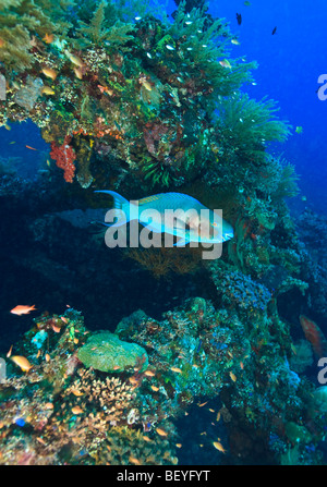 Meereslebewesen befestigt und Leben auf die USS Liberty-Frachter und des 2. Weltkriegs Liberty-Frachter vor der Küste von Tulamben, Bali versenkt Stockfoto