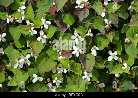 Chamäleon-Pflanze, Houttuynia Cordata, Saururaceae, Japan, Korea, Süd-China und Südostasien. Stockfoto