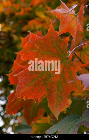 Ahorn Blattfarbe. Stockfoto