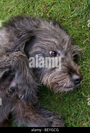 Ellie die Wolfshund Cross Stockfoto