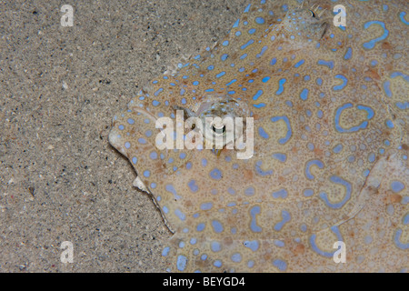 Peacock Flunder (Bothus Lunatus) auf Sandboden, Bonaire, Niederländische Antillen Stockfoto