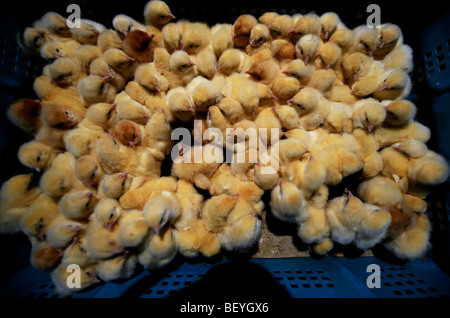 BROILER KÜKEN KURZ NACH DER AUSLIEFERUNG AN EIN HUHN AUF DEM BAUERNHOF UK Stockfoto