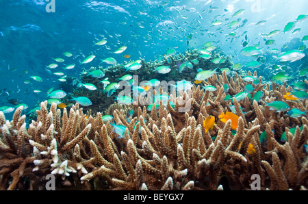 Blau-grüne Chromis Schulbildung über Finger Korallen Unterwasser Menjangan island Stockfoto