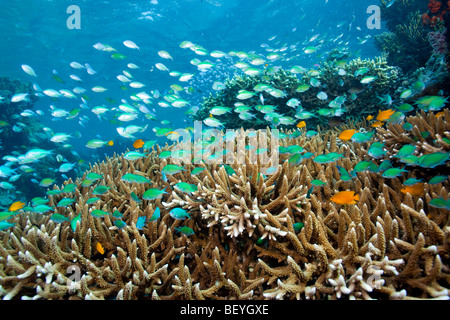 Blau-grüne Chromis Schulbildung über Finger Korallen Unterwasser Menjangan island Stockfoto