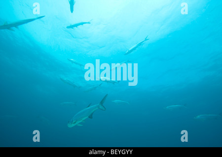 Schule der Tarpon (Megalops Atlanticus) im Blue Hole, Bonaire, Niederländische Antillen. Stockfoto