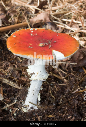 Rote Pilze, Amanita muscaria Stockfoto