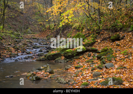 Pine Hollow Creek, White Pine Hollow Zustand bewahren, Dubuque County, Iowa Stockfoto