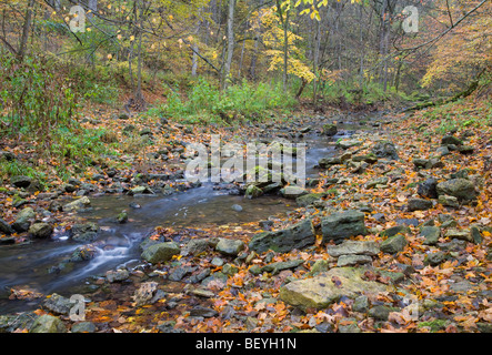 Pine Hollow Creek, White Pine Hollow Zustand bewahren, Dubuque County, Iowa Stockfoto