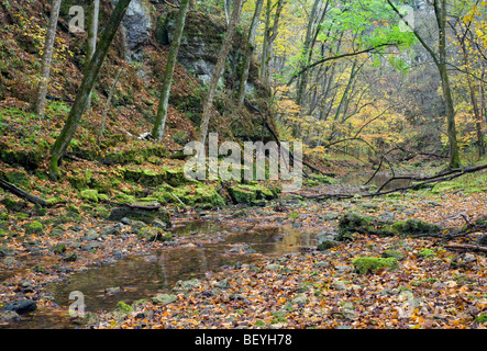 Bach, White Pine Hollow Zustand zu bewahren, Dubuque County, Iowa Stockfoto