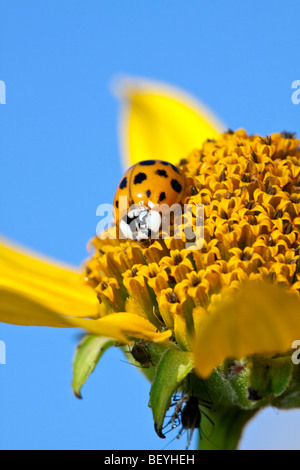 Konvergente Marienkäfer Käfer ernähren sich von Sonnenblumen im Central Park New York City Stockfoto