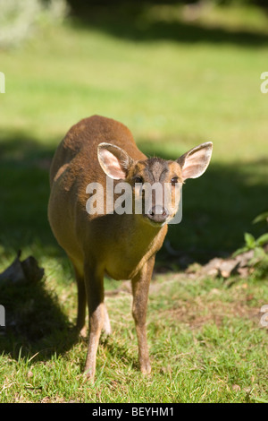 Muntjac Rotwild (Muntiacus reevesi). Erwachsene Frau. Alle Sinne aufmerksam. Weiß der Zuschauer in einen Garten. Stockfoto