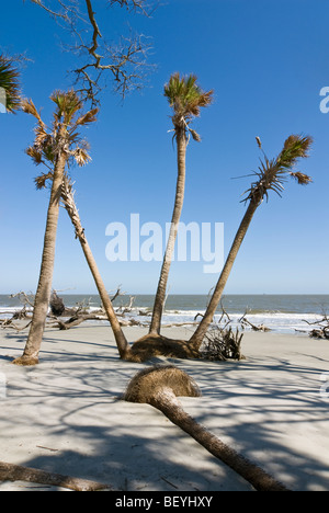 Kohl-Palmen am Strand bei Hunting Island State Park, South Carolina Stockfoto