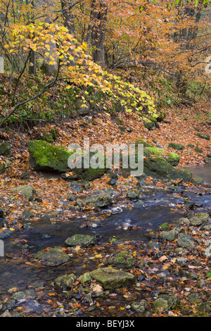 Pine Hollow Creek, White Pine Hollow Zustand bewahren, Dubuque County, Iowa Stockfoto