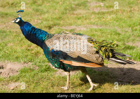 Gemeinsame, indischen oder blauer Pfau (Pavo Cristata). Männchen nach jährlichen Mauser zeigt Entstehung neuer Re Platzierung "tail" Federn. Stockfoto