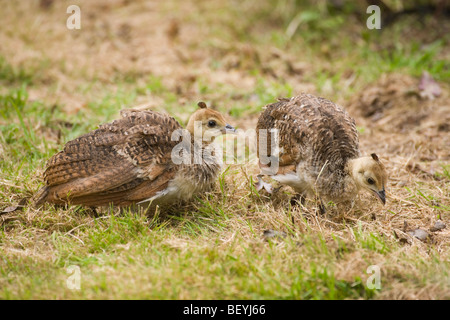 Gemeinsame, blau oder indischen Pfauen (Pavo Cristata). Monate alte Küken oder Peachicks, auf Nahrungssuche. Stockfoto