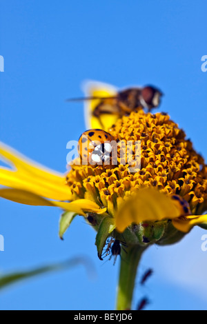 Konvergente Marienkäfer Käfer ernähren sich von Sonnenblumen im Central Park NJew York City Stockfoto