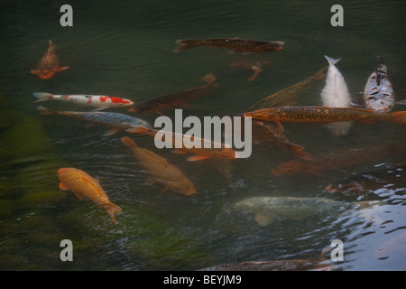 Sogenchi Gärten und den Tempel von Tenryu-Ji, Kyoto, Japan, Samstag, 24. Oktober 2009. Stockfoto