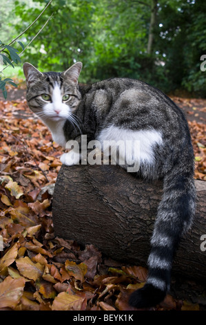 Porträt einer 2 Jahre alten Hauskatze, Tabby. Auch im Garten. Stockfoto