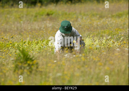 Frau Kommissionierung Wildblumen in einem Feld in Quebec, Kanada. Stockfoto
