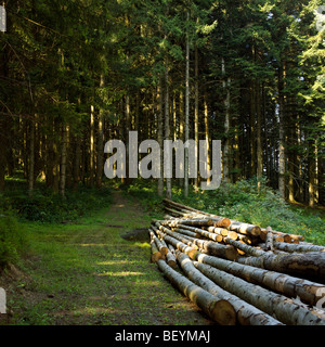 Stämme der Tannen in ein Gestrüpp. Stockfoto