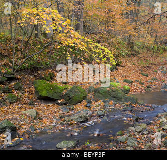 Pine Hollow Creek, White Pine Hollow Zustand bewahren, Dubuque County, Iowa Stockfoto