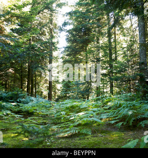 Unterholz im Frühjahr. Stockfoto