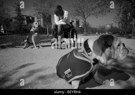 Rollstuhl gebundenen Hundetrainer Stockfoto