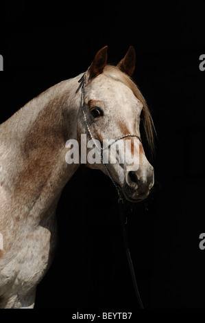 AraAppaloosa Pferd (Equus Caballus). Porträt eines Hengstes. Diese Rasse ist eine Mischung aus arabischen und Appaloosa. Stockfoto