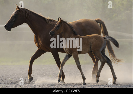 Arabisches Pferd (Equus Caballus), Stute mit Fohlen in einer Koppel. Stockfoto