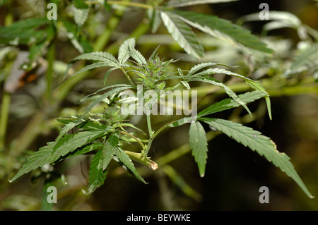 Marihuana-Pflanze in Kentucky Stockfoto