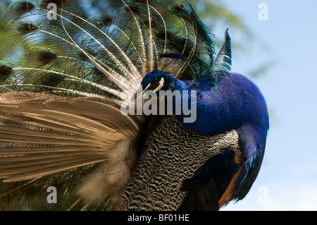 Männlicher Pfau, Pavo Cristatus, putzen Stockfoto