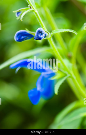 Nahaufnahme von Salvia Patens, Enzian Salbei in Blüte Stockfoto