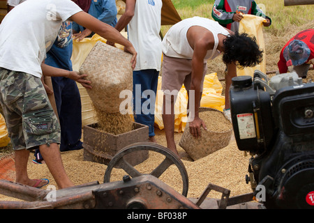 Philippinische Arbeiter Reis nach der Ernte in Säcke zu messen. Iloilo, Philippinen Stockfoto