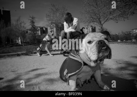 Rollstuhl gebundenen Hundetrainer Stockfoto