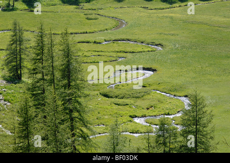 Mäander oder Meadering Stream Torfmoor & Lärchen in der Nähe von See Allos Mercantour Nationalpark französische Alpen Frankreich Stockfoto