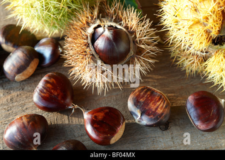 Frisch geerntete Früchte und in Tanks Kastanie (Castanea sativa) Stockfoto