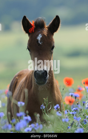 German Riding Pony (Equus Caballus). Fohlen stehen auf einer blühenden Wiese. Stockfoto