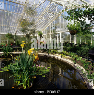 Großbritannien, England, London, Kew Gardens, im Inneren des Hauses Waterlily Stockfoto