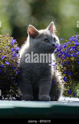 Hauskatze, Britisch Kurzhaar (Felis Catus, Felis Silvestris) schnüffeln an einer Blume. Stockfoto