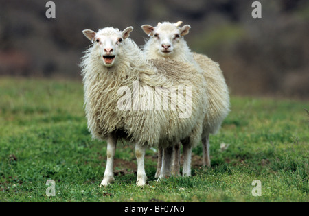 Hausschaf (Ovis Ammon Aries), Rasse: Skudde, zwei Personen auf einer Wiese. Stockfoto