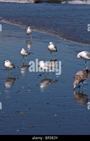 Ring in Rechnung gestellt Möwen stehen am Meeresstrand. Stockfoto