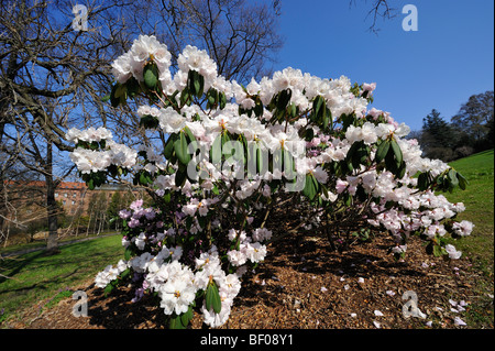 Oslo Botanischer Garten Frühling, weißen Rhododendren in voller Blüte. Stockfoto