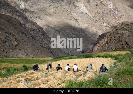 Menschen, die Ernte ein Weizenfeld. Ichar Dorf. Zanskar. Indien Stockfoto